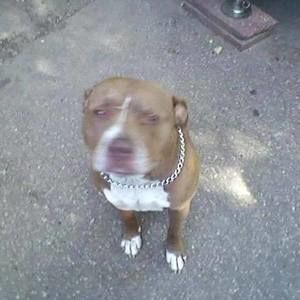 Meet your Posher, Hootis